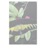 Rajah Brooke's male birdwing, Malaysia Custom Stationery