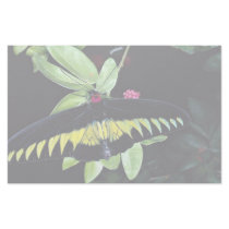 Rajah Brooke's male birdwing, Malaysia Stationery