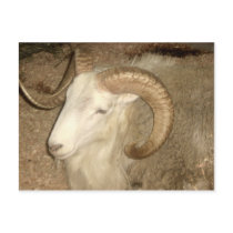 Ram at the Fair - postcard