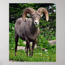 Ram Grazing Posters