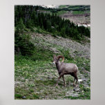 Ram on the Mountain Posters
