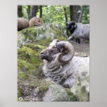 RAM - RODERICK POSTERS