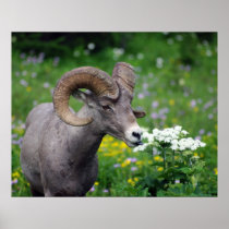 Ram - Smelling the Flowers Posters