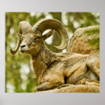 Ram Tough Print
