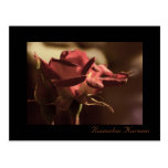 Ramadan Kareem - red rose postcard