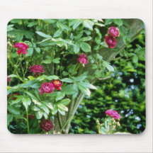 Rambler Rose Adelaide d'Orleans On Pergola Mouse Pads