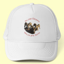 rams hats
