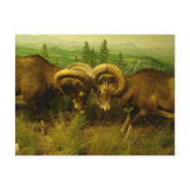 Rams Postcard