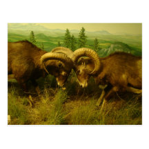 Rams Postcard