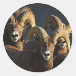 rams round sticker