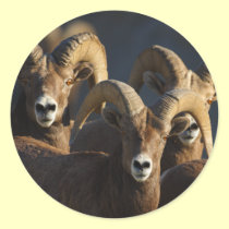 rams stickers