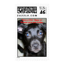 Random 032_edited, Save a life!  Spay or Neuter... postage
