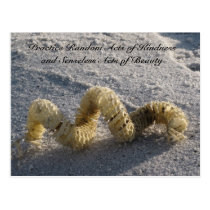 Random Acts of Kindness Postcard - Conch / Beach postcards
