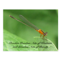 Random Acts of Kindness Postcard - Damselfly postcards