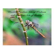 Random Acts of Kindness Postcard - Dragonfly postcards