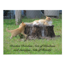Random Acts of Kindness Postcard - Momma Kitty postcards