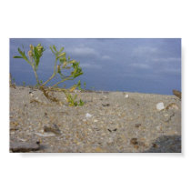 Random Beach Shrubs posters