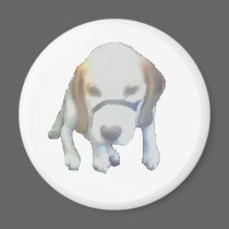 Random Labrador Dog copy magnets