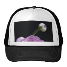 Ranunculus asiaticus White Persian buttercup II Hat