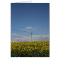 Rapeseed flowers in Somerset field, UK cards