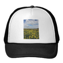 Rapeseed flowers in Somerset field, UK Trucker Hats