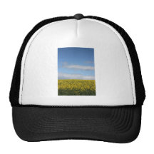Rapeseed flowers in Somerset field, UK Hat