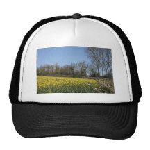 Rapeseed flowers in Somerset field, UK Hat