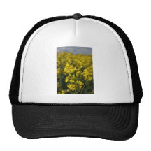 Rapeseed flowers in Somerset field, UK Hats