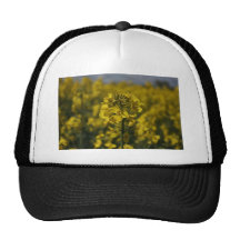 Rapeseed flowers in Somerset field, UK Mesh Hats