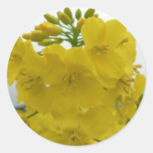 Rapeseed In Field Stickers