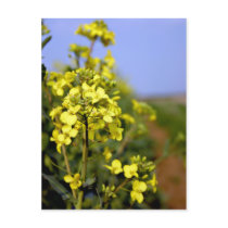 Rapeseed Path postcard postcards
