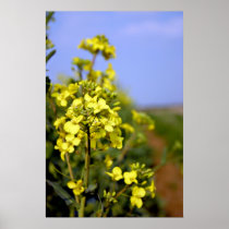 Rapeseed Path print posters