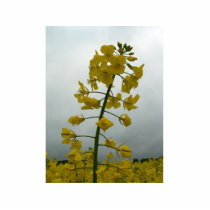 Rapeseed photo sculptures by lifesphere Rapeseed photo sculptures