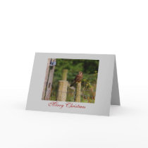 Raptor Christmas Cards