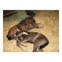 Rare Arabian Twin Foals posters by risingrainbow Rare Arabian Twin Foals posters