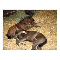 Rare Arabian Twin Foals posters