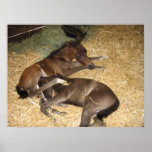 Rare Arabian Twin Foals posters