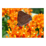 Rare Butterfly 62 ~ ATC Business Card Templates