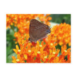 Rare Butterfly 62 ~ postcard