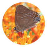 Rare Butterfly 62 ~ sticker