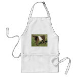 Rare Dun Belted Galloway Calf aprons