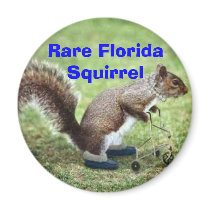 Rare Florida Squirrel magnets