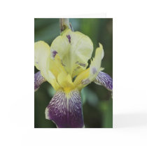 Rare Orchid Greeting Card