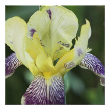 Rare Orchid Invitations