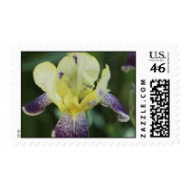 Rare Orchid Postage Stamp