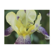 Rare Orchid Postcard
