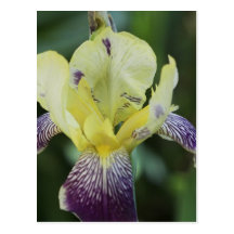 Rare Orchid Postcard