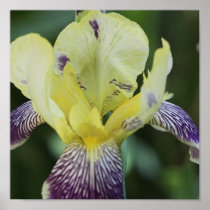 Rare Orchid Poster