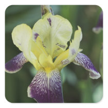 Rare Orchid Sticker