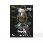 rare, orchids, flower, floral, garden, artist,